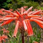 Aloe plante de Madagascar